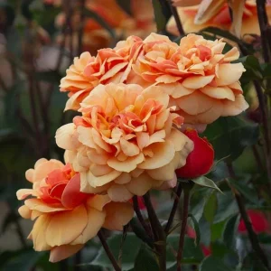 About Face Rose Live Plant - Grandiflora Rose Bush, 4-6 Inch Tall, Fragrant Flowers, Outdoor - Image 5
