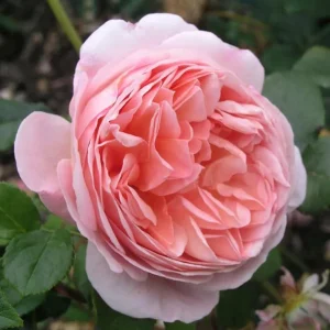 Abraham Darby English Rose Plant Live, Rose Bush Live Plant for Planting Your Garden, 4-6 Inch Height Well-Rooted,Fragrant Flower Vibrant Blooms - Image 2