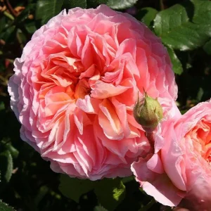 Abraham Darby English Rose Plant Live, Rose Bush Live Plant for Planting Your Garden, 4-6 Inch Height Well-Rooted,Fragrant Flower Vibrant Blooms - Image 1