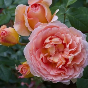 Abraham Darby English Rose Plant Live, Rose Bush Live Plant for Planting Your Garden, 4-6 Inch Height Well-Rooted,Fragrant Flower Vibrant Blooms - Image 3