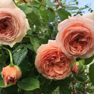 Abraham Darby English Rose Plant Live, Rose Bush Live Plant for Planting Your Garden, 4-6 Inch Height Well-Rooted,Fragrant Flower Vibrant Blooms - Image 4