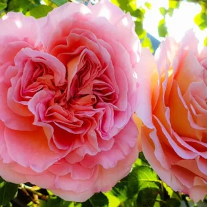 Abraham Darby English Rose Plant Live, Rose Bush Live Plant for Planting Your Garden, 4-6 Inch Height Well-Rooted,Fragrant Flower Vibrant Blooms - Image 5