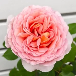 Abraham Darby English Rose Plant Live, Rose Bush Live Plant for Planting Your Garden, 4-6 Inch Height Well-Rooted,Fragrant Flower Vibrant Blooms - Image 6