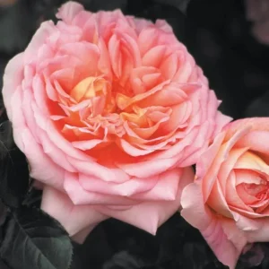 Abraham Darby English Rose Plant Live, Rose Bush Live Plant for Planting Your Garden, 4-6 Inch Height Well-Rooted,Fragrant Flower Vibrant Blooms - Image 7