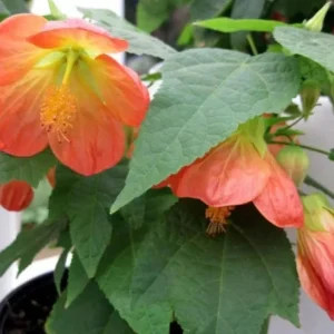 Abutilon Lucky Lantern Tangerine Live Plant – 3-6 Inch Tall Flowering Maple for Patio Pots & Hanging Baskets - Image 2