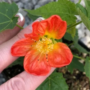 Abutilon Lucky Lantern Tangerine Live Plant – 3-6 Inch Tall Flowering Maple for Patio Pots & Hanging Baskets - Image 3