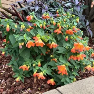 Abutilon Lucky Lantern Tangerine Live Plant – 3-6 Inch Tall Flowering Maple for Patio Pots & Hanging Baskets - Image 4