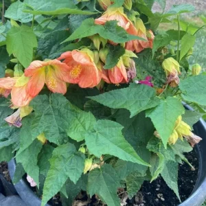 Abutilon Lucky Lantern Tangerine Live Plant – 3-6 Inch Tall Flowering Maple for Patio Pots & Hanging Baskets - Image 5