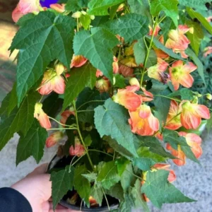 Abutilon Lucky Lantern Tangerine Live Plant – 3-6 Inch Tall Flowering Maple for Patio Pots & Hanging Baskets - Image 6