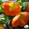Abutilon Lucky Lantern Tangerine Live Plant – 3-6 Inch Tall Flowering Maple for Patio Pots & Hanging Baskets - Image 1