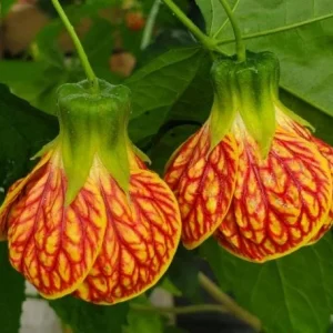 Abutilon Orange Tiger Live Plant - Flowering Shrub, Well Rooted, 4-6 Inch Tall - Image 2