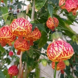 Abutilon Orange Tiger Live Plant - Flowering Shrub, Well Rooted, 4-6 Inch Tall - Image 3