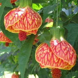 Abutilon Orange Tiger Live Plant - Flowering Shrub, Well Rooted, 4-6 Inch Tall - Image 1