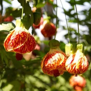 Abutilon Orange Tiger Live Plant - Flowering Shrub, Well Rooted, 4-6 Inch Tall - Image 4