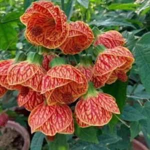 Abutilon Orange Tiger Live Plant - Flowering Shrub, Well Rooted, 4-6 Inch Tall - Image 5