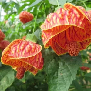 Abutilon Orange Tiger Live Plant - Flowering Shrub, Well Rooted, 4-6 Inch Tall - Image 6