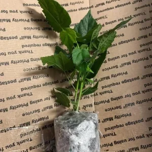 Abutilon Orange Tiger Live Plant - Flowering Shrub, Well Rooted, 4-6 Inch Tall - Image 7