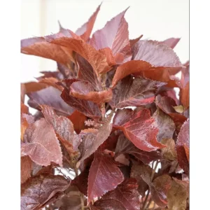 Acalypha Chenille Copper Live Plant - 4 Pack, 4-8 Inch Tropical Shrub - Image 2