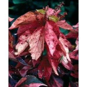 Acalypha Chenille Copper Live Plant - 4 Pack, 4-8 Inch Tropical Shrub - Image 4