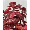 Acalypha Chenille Copper Live Plant - 4 Pack, 4-8 Inch Tropical Shrub - Image 1