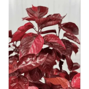 Acalypha Chenille Copper Live Plant - 4 Pack, 4-8 Inch Tropical Shrub - Image 1