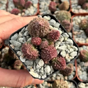 Adromischus Aarianiae Succulent Live Plant - Rare 2 inch Potted Houseplant - Image 2