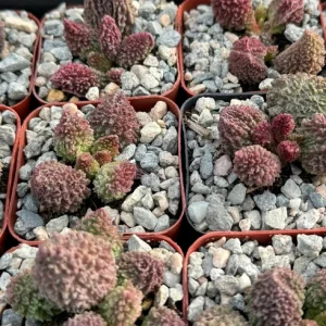 Adromischus Aarianiae Succulent Live Plant - Rare 2 inch Potted Houseplant - Image 3