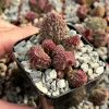 Adromischus Aarianiae Succulent Live Plant - Rare 2 inch Potted Houseplant - Image 1