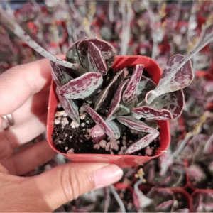 Adromischus 'Calico Hearts' Succulent Live Plant - 2 Inch Pot - Indoor Outdoor - Image 2