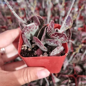 Adromischus 'Calico Hearts' Succulent Live Plant - 2 Inch Pot - Indoor Outdoor - Image 3