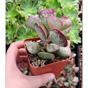 Adromischus 'Calico Hearts' Succulent Live Plant - 2 Inch Pot - Indoor Outdoor - Image 4