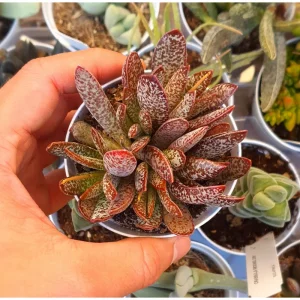 Adromischus 'Calico Hearts' Succulent Live Plant - 2 Inch Pot - Indoor Outdoor - Image 5