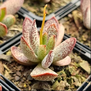 Adromischus 'Calico Hearts' Succulent Live Plant - 2 Inch Pot - Indoor Outdoor - Image 6