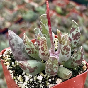 Adromischus Cooperi Live Succulent Plant - Plover Eggs in 3 Inch Pot - Image 2