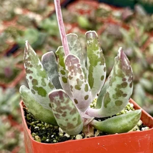 Adromischus Cooperi Live Succulent Plant - Plover Eggs in 3 Inch Pot - Image 3
