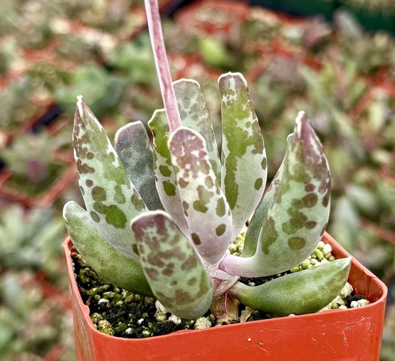 Adromischus Cooperi Live Succulent Plant - Plover Eggs in 3 Inch Pot - Image 3