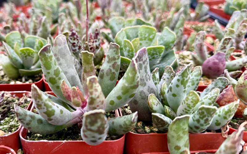 Adromischus Cooperi Live Succulent Plant - Plover Eggs in 3 Inch Pot - Image 4