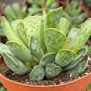 Adromischus Cooperi Live Succulent Plant - Plover Eggs in 3 Inch Pot - Image 5