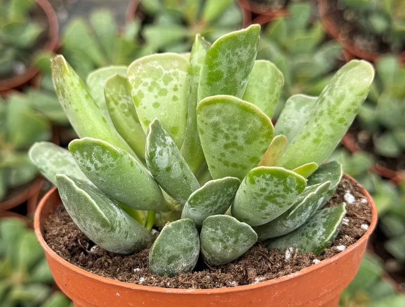 Adromischus Cooperi Live Succulent Plant - Plover Eggs in 3 Inch Pot - Image 5