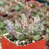 Adromischus Cooperi Live Succulent Plant - Plover Eggs in 3 Inch Pot - Image 1