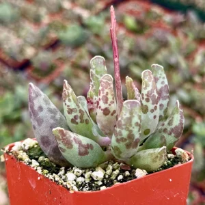 Adromischus Cooperi Live Succulent Plant - Plover Eggs in 3 Inch Pot - Image 1