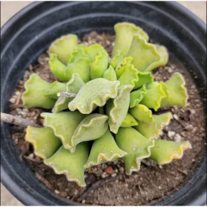 Adromischus Cristatus Crinkle Leaf Succulent Live Plant 2 Inch Pot Indoor Outdoor - Image 2