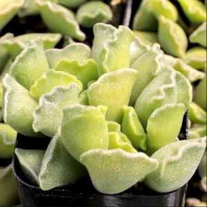 Adromischus Cristatus Crinkle Leaf Succulent Live Plant 2 Inch Pot Indoor Outdoor - Image 3
