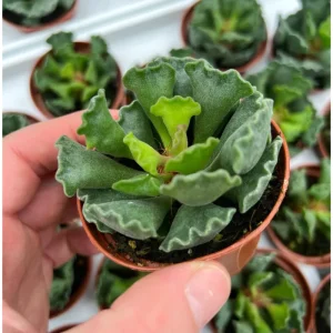 Adromischus Cristatus Crinkle Leaf Succulent Live Plant 2 Inch Pot Indoor Outdoor - Image 4