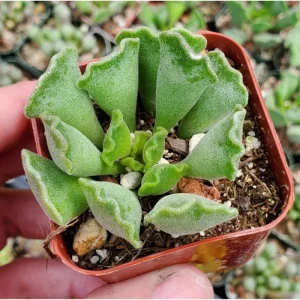 Adromischus Cristatus Crinkle Leaf Succulent Live Plant 2 Inch Pot Indoor Outdoor - Image 5