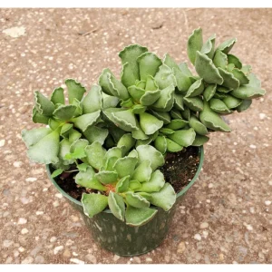 Adromischus Cristatus Crinkle Leaf Succulent Live Plant 2 Inch Pot Indoor Outdoor - Image 6