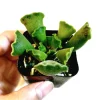 Adromischus Cristatus Crinkle Leaf Succulent Live Plant 2 Inch Pot Indoor Outdoor - Image 1