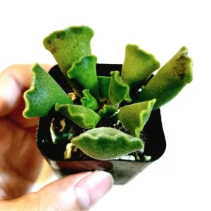 Adromischus Cristatus Crinkle Leaf Succulent Live Plant 2 Inch Pot Indoor Outdoor - Image 1