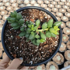 Adromischus Oviforme Succulent Live Plant – 2 Inch Pot – Indoor/Outdoor - Image 2