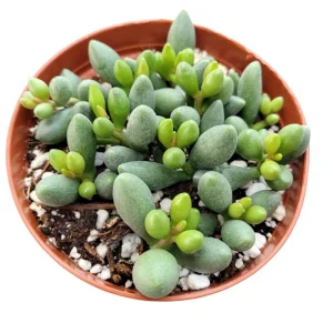 Adromischus Oviforme Succulent Live Plant – 2 Inch Pot – Indoor/Outdoor - Image 3